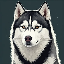 Husky dog close up in Russian winter